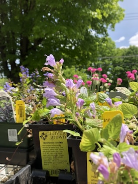 A display of purple and pink flowering plants in pots, with detailed plant labels visible. Surrounded by lush green foliage and clear blue sky in the background, indicating a garden center or outdoor plant nursery setting.