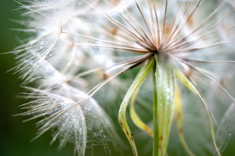 macro photography of white dandelion flower