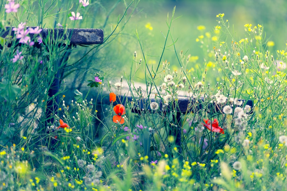 white, red, and yellow flower field during daytime