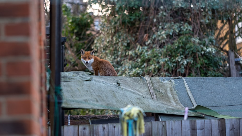 red fox on roof