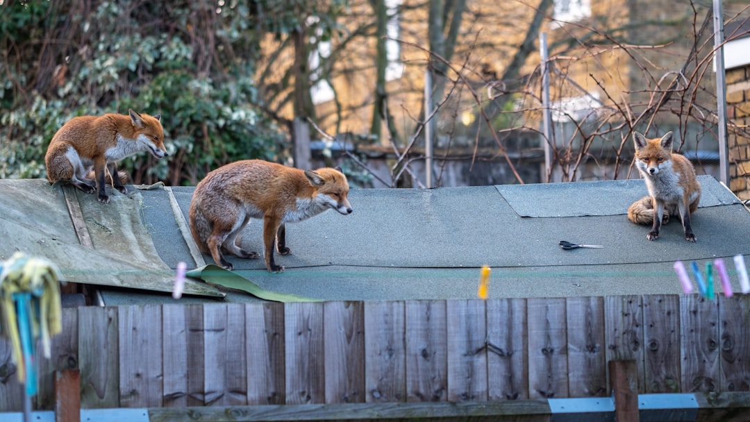 red coated fox