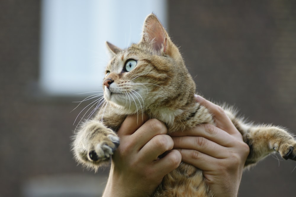 person carrying cat