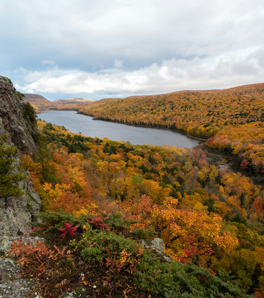 beige trees beside body of water