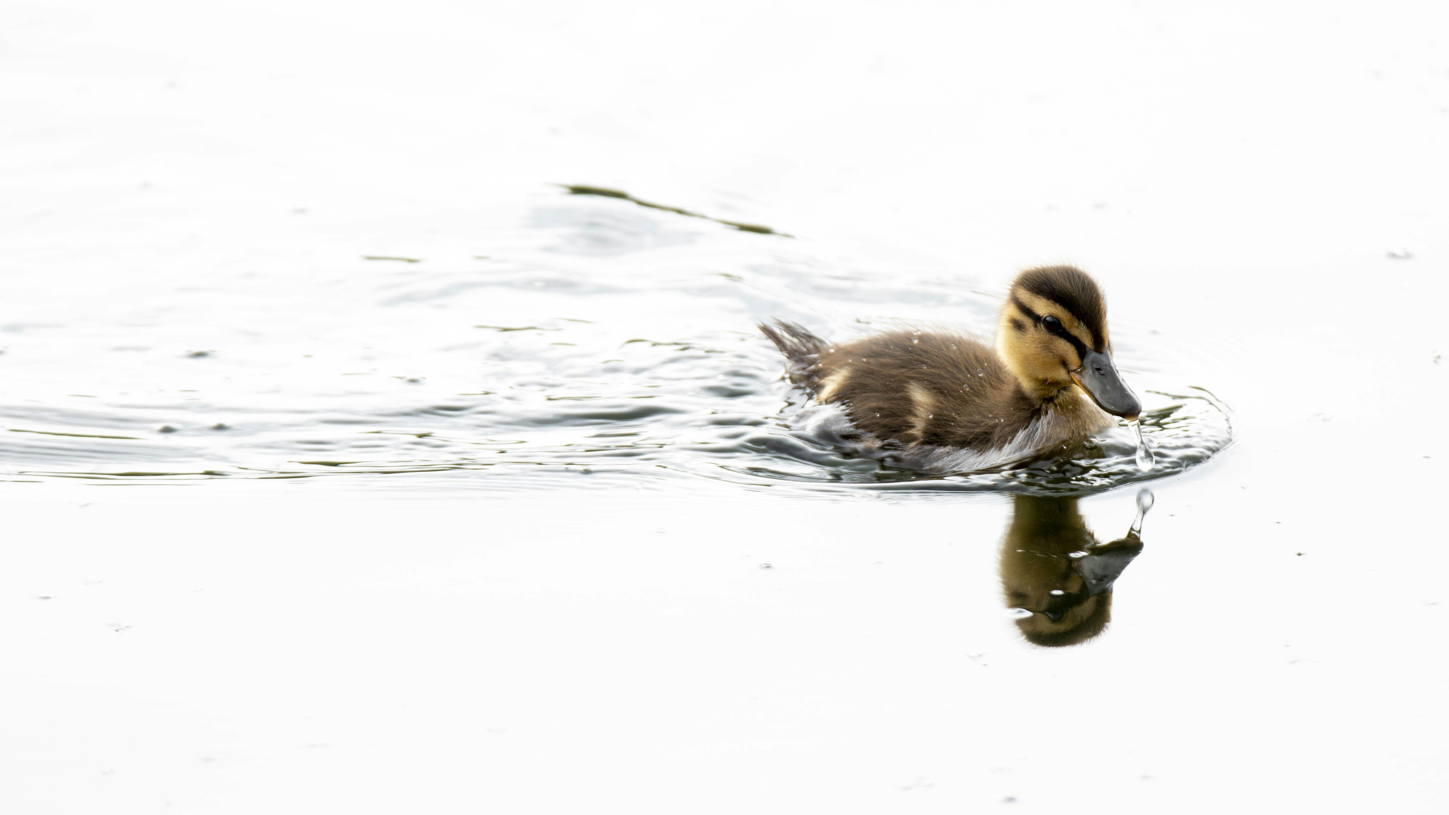 braune Ente auf Gewässer