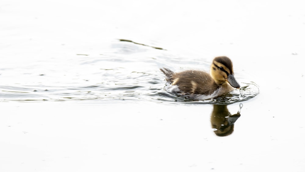 brown duck on body of water