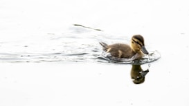 A fluffy duckling paddles through calm water, creating ripples around it. Its reflection can be seen on the smooth surface of the water.