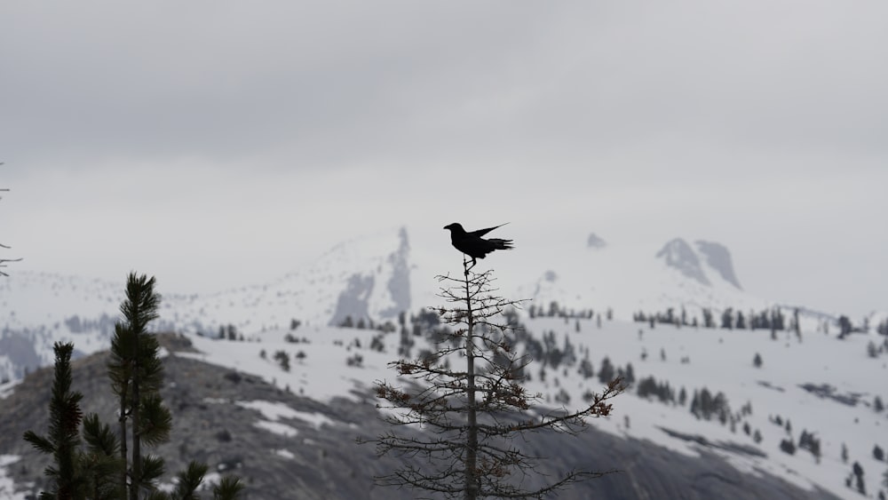 bird on tree