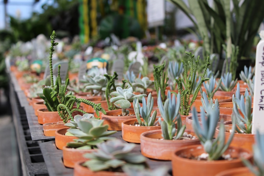 rows of succulents in brown pots