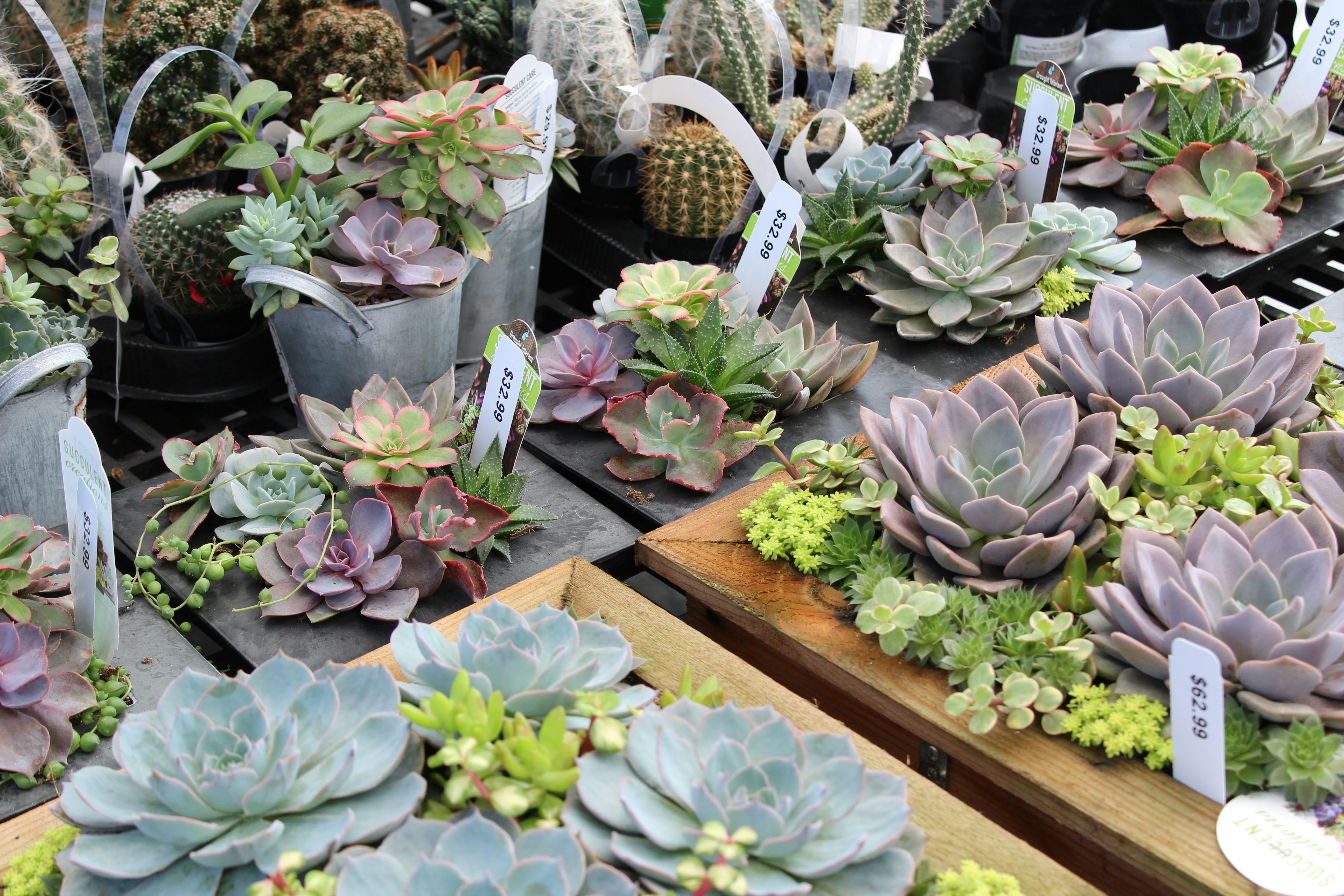 plante verte et violette sur pots