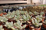 A collection of small pots filled with succulents arranged in rows inside a greenhouse setting. The succulents have fleshy, oval leaves with a light green hue. The background includes more pots and a structure, creating a sense of depth.