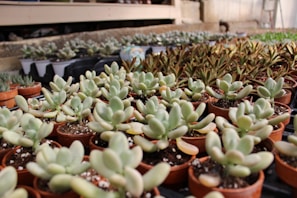 A collection of small pots filled with succulents arranged in rows inside a greenhouse setting. The succulents have fleshy, oval leaves with a light green hue. The background includes more pots and a structure, creating a sense of depth.