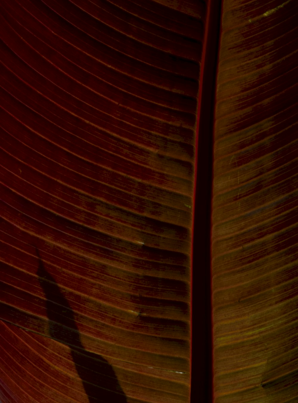 a shadow of a person on a large leaf