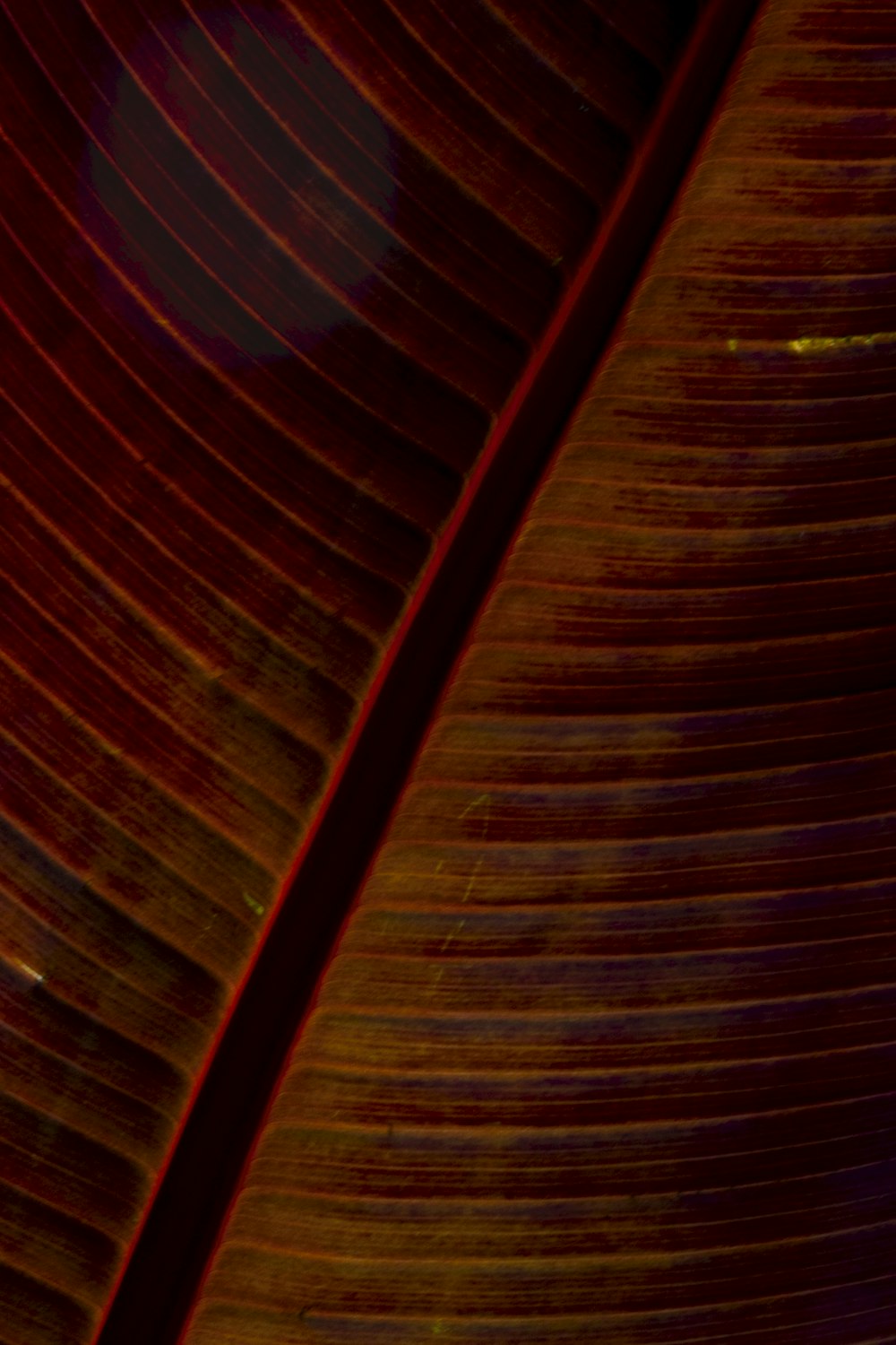 a close up of a red and yellow banana leaf