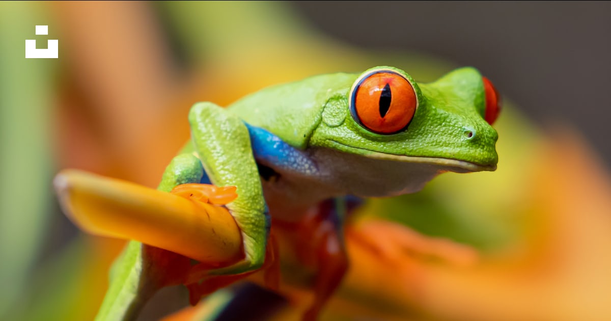 Photographie sélective de rainette aux yeux rouges photo – Photo Animal ...