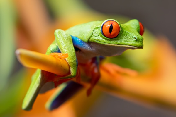 A vibrant red-eyed tree frog with bright green skin, sitting on an orange and yellow leaf. The frog's distinctive red eyes stand out against its colorful body, which also features blue and yellow markings. The background is softly blurred, emphasizing its vivid colors.