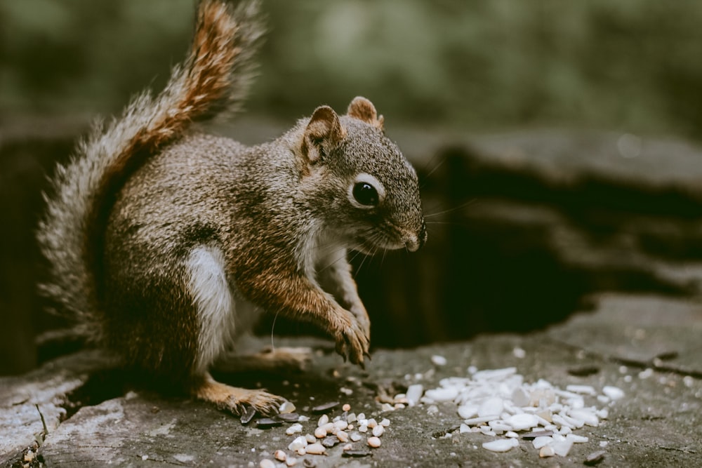 brown squirrel