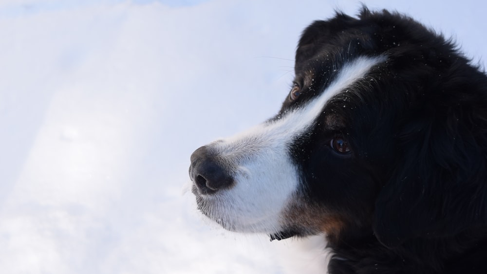 selective focus photo of dog