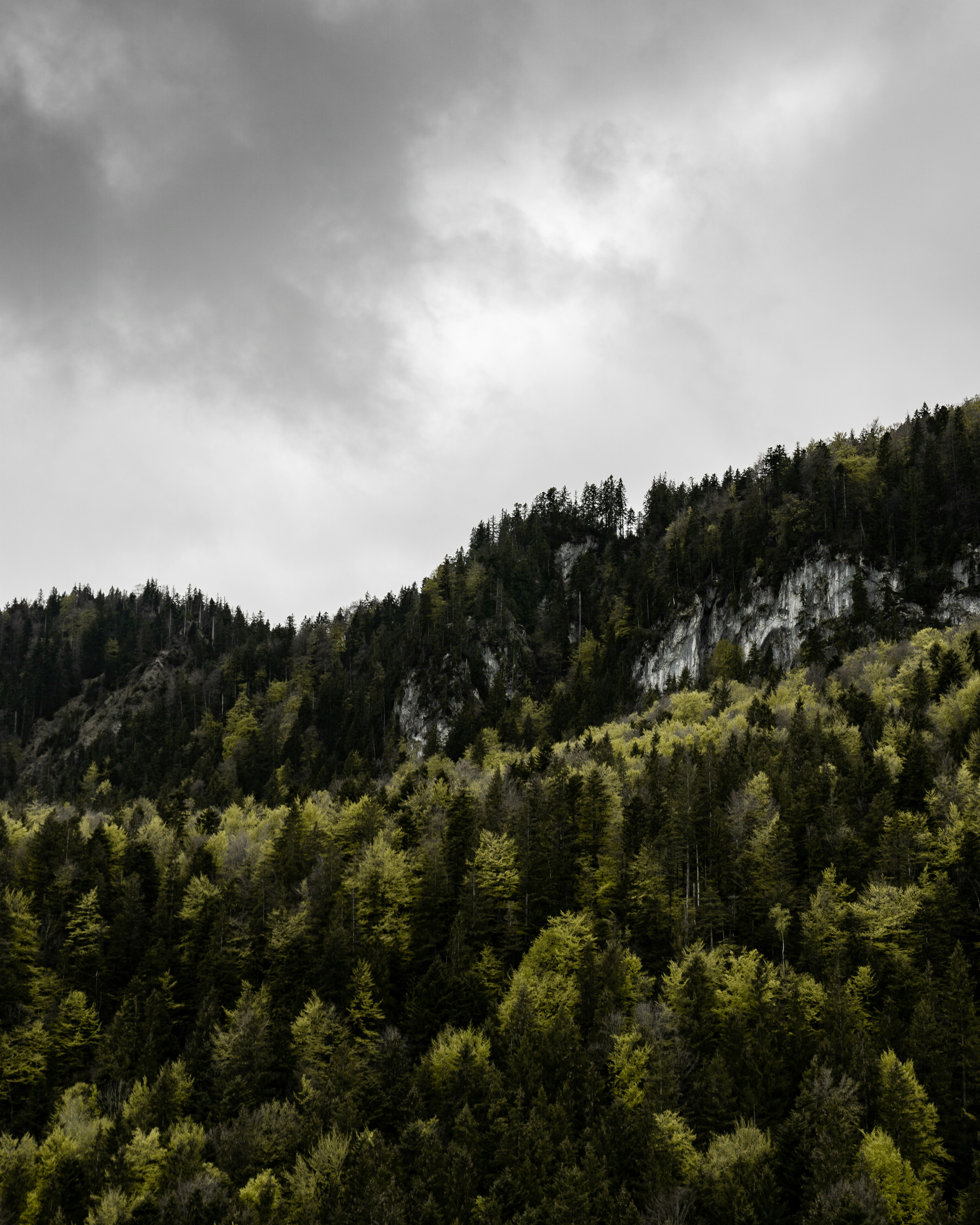 aerial view green trees during cloudy day