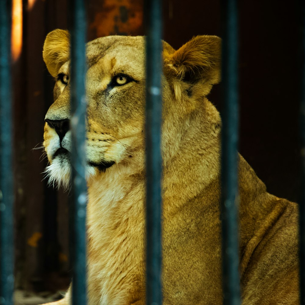 macro photography of lioness in cage