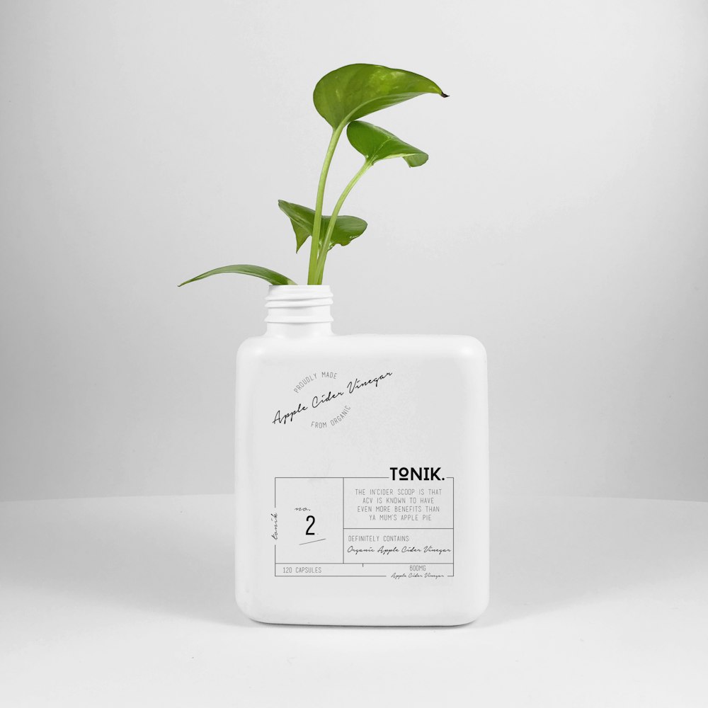 흰색 플라스틱 용기에 담긴 녹색 식물