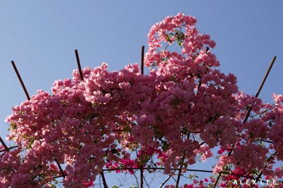 A close-up of delicate floral decorations adorning a garden archway.
