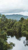 green trees in both banks of river