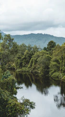 green trees in both banks of river