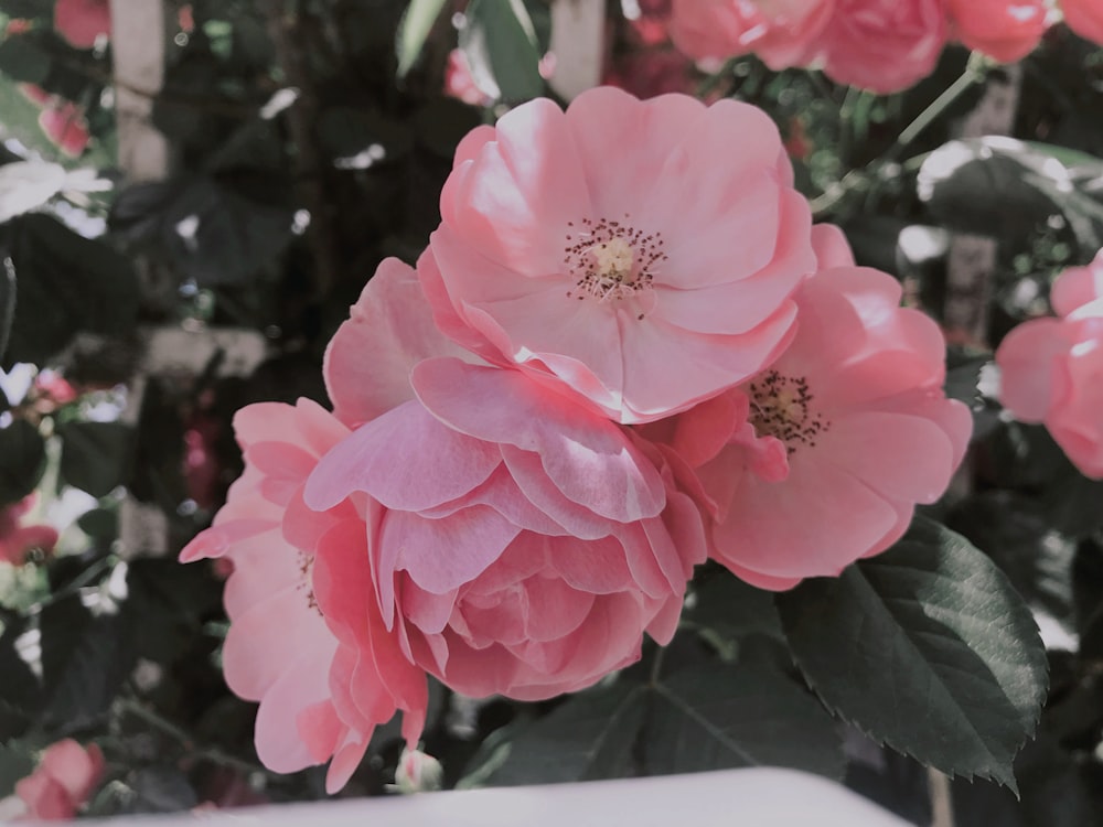 Fotografía de primer plano de flores rosadas