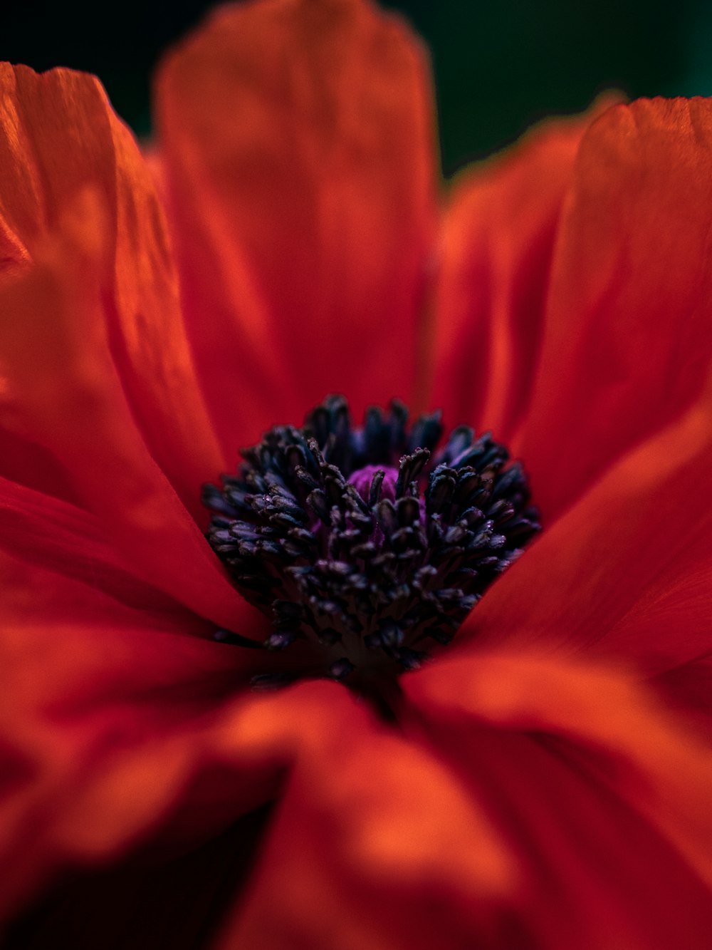 orange-petaled flower