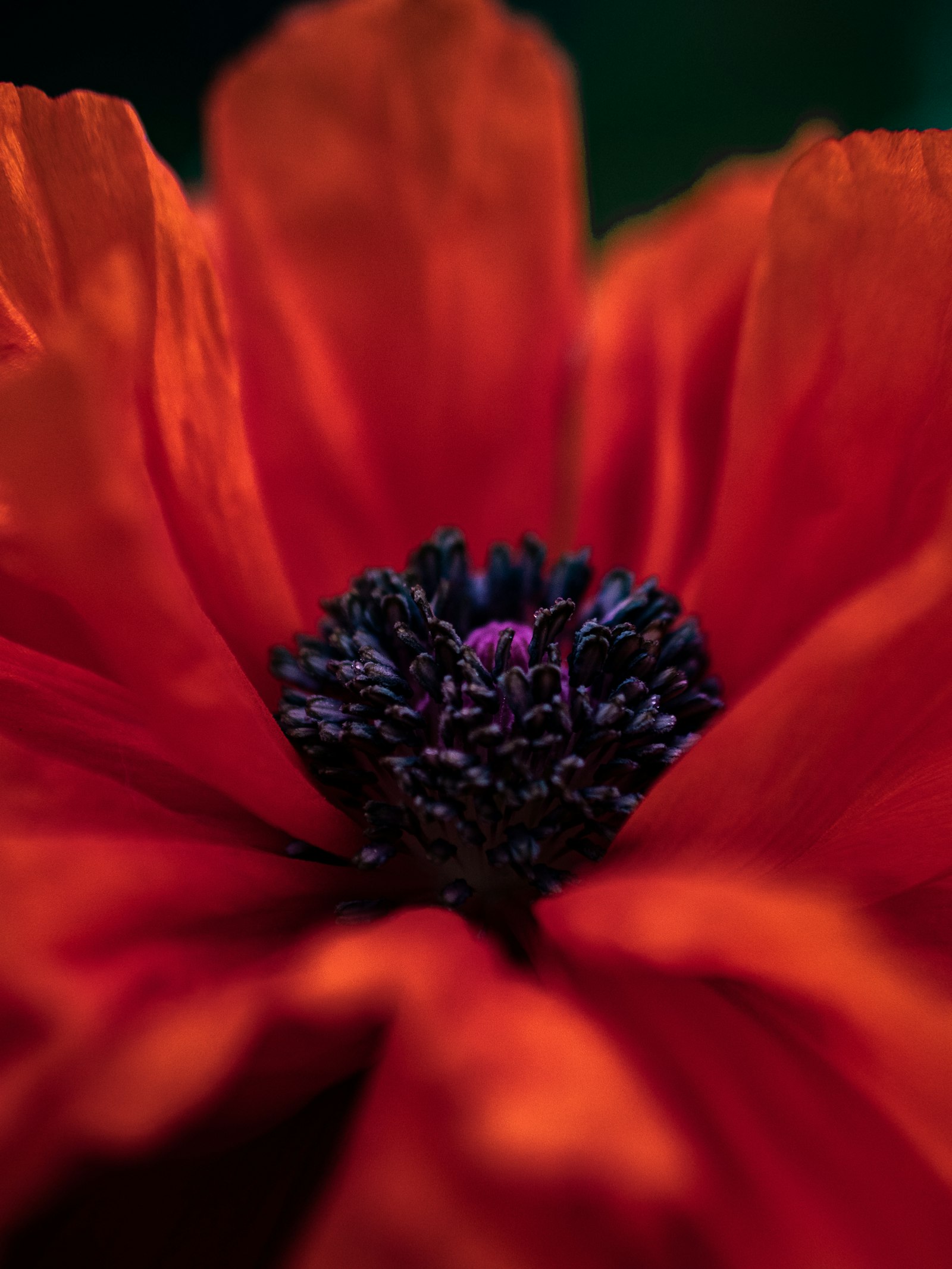 Panasonic Lumix G 42.5mm F1.7 ASPH Power OIS sample photo. Orange-petaled flower photography