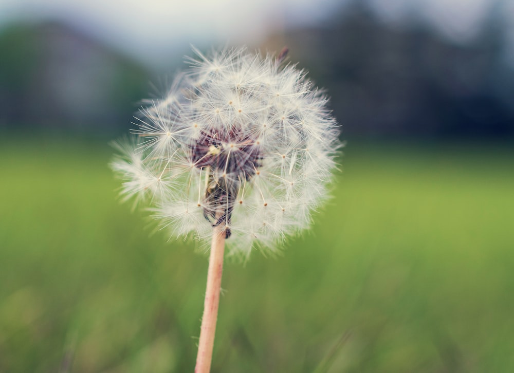 dandelion flower