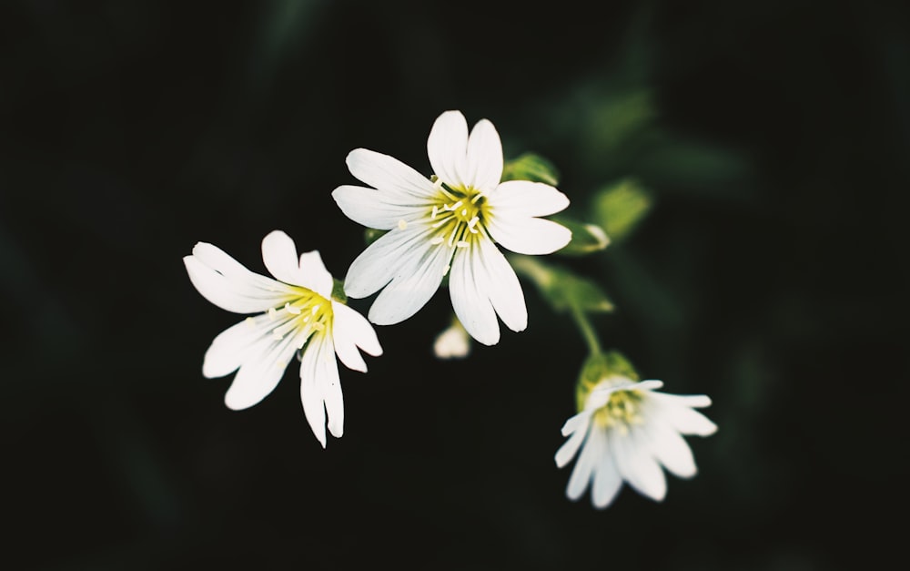 three white petaled flower