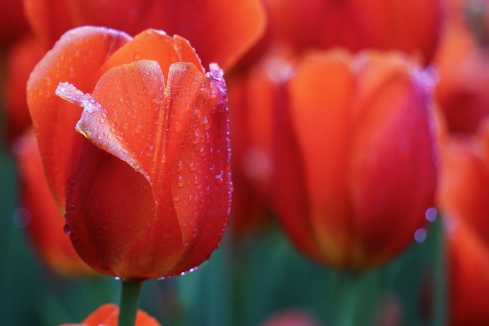 selective focus photo of tulips