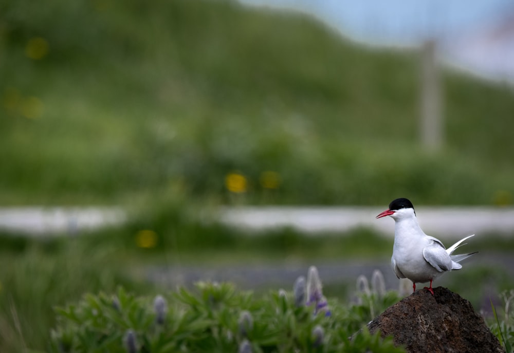 selective focus photography of white and black short-beaked bird