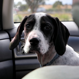 black and white short-coat dog sitting on car seat