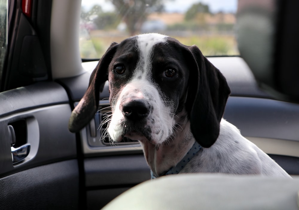 車のシートに座っている黒と白のショートコートの犬