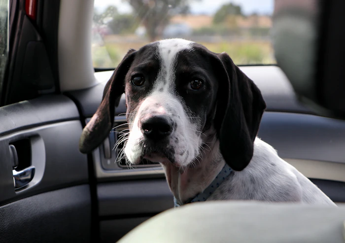 A hound dog sitting calmly in the back seat of a car