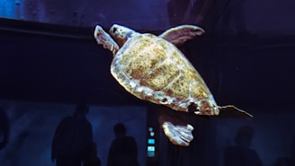 An aquarium exhibit featuring a large sea turtle.