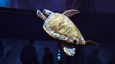 An aquarium exhibit featuring a large sea turtle.
