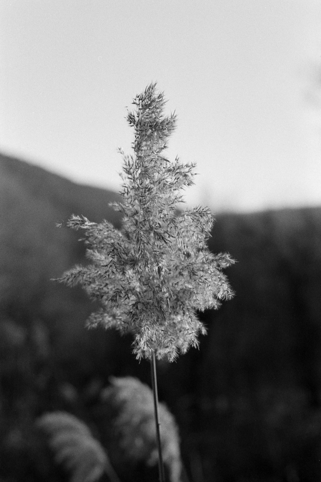 grayscale photo of plant