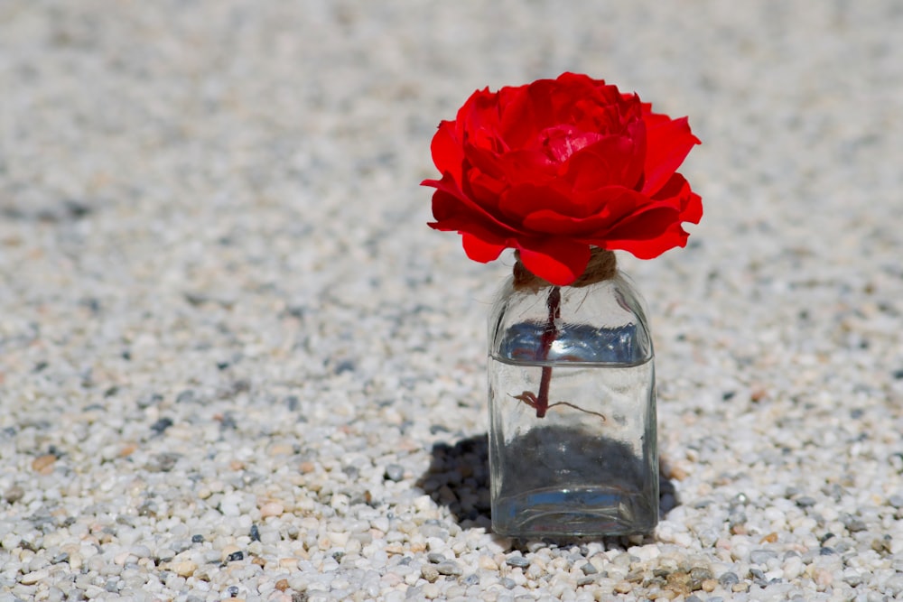 fleur rouge dans un bocal en verre transparent