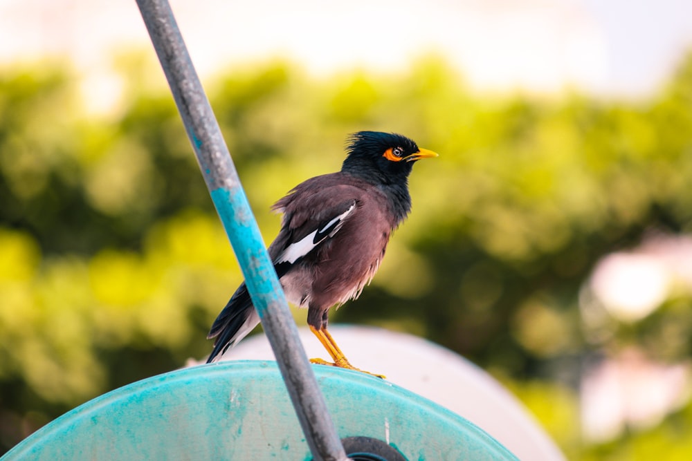 blue and brown short-beaked bird