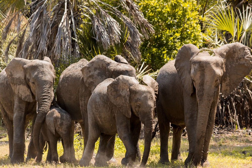 herd of elephants near trees during daytime
