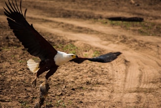 A soaring eagle captured mid-flight against a backdrop of rugged cliffs.