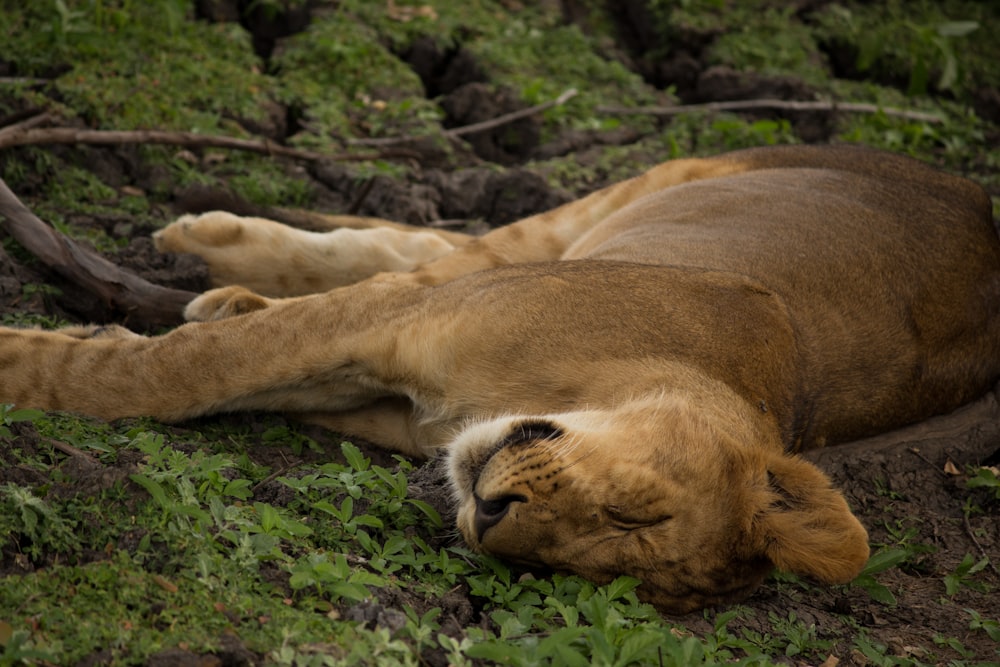 lioness lying on grass sleeping