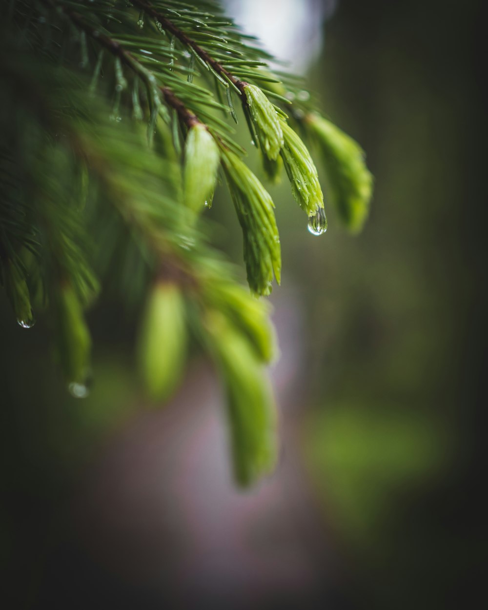 photo of green plant