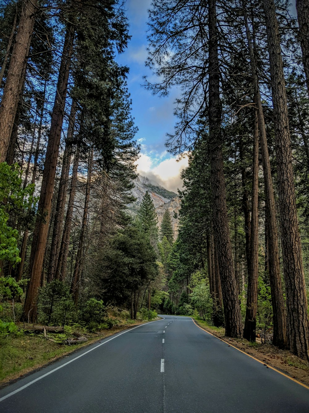 grey concrete road between tall trees