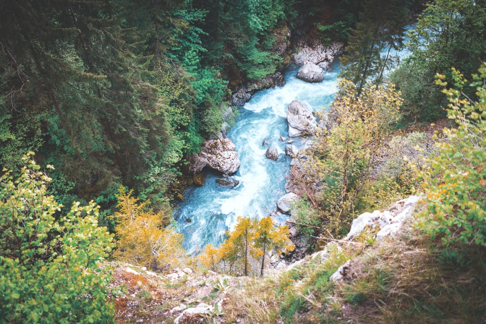 aerial photo of river surrounded by trees