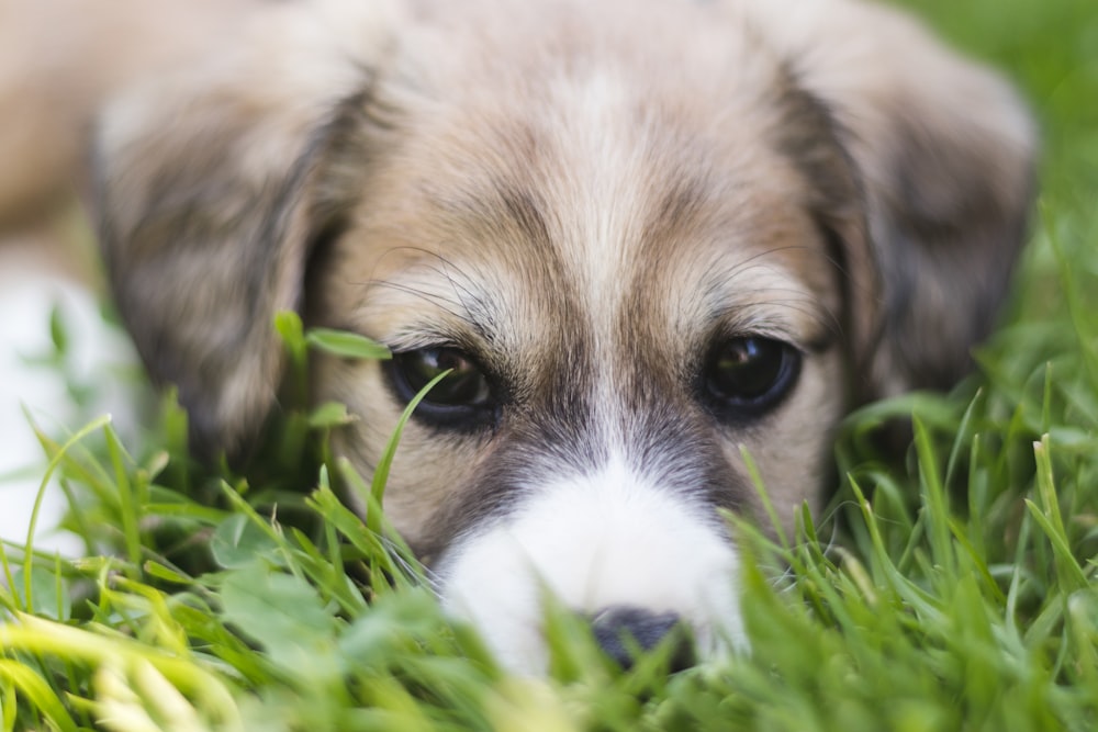 photo de mise au point sélective d’un chien sur un champ d’herbe verte