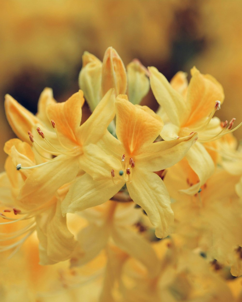 selective focus photo of yellow lily